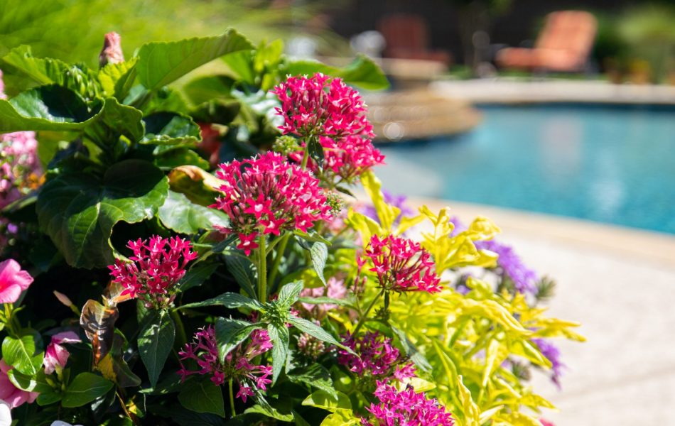 Southlake Remodel Space Swimming Pool Project - Claffey Pools