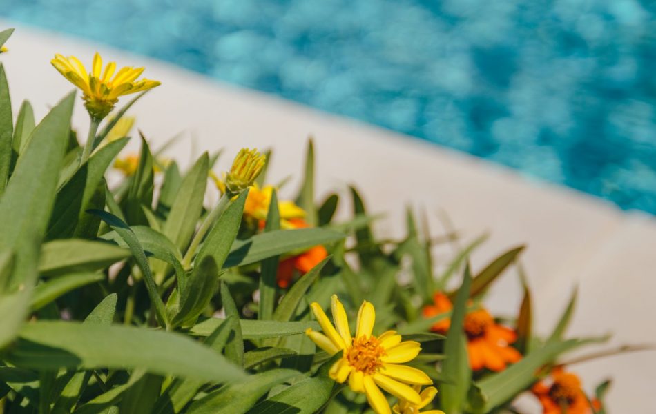 Light and Bright Freeform Oasis Swimming Pool Project - Claffey Pools