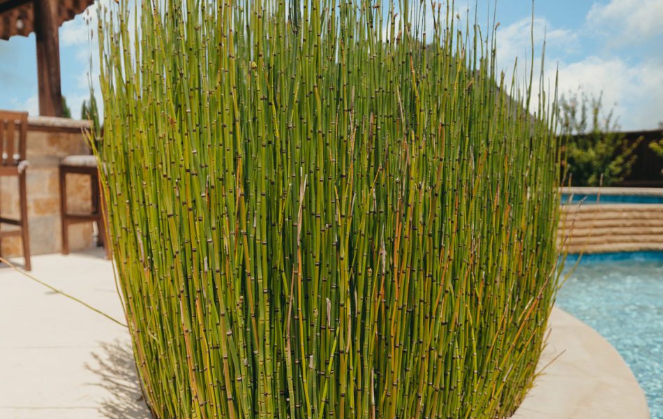 Light and Bright Freeform Oasis Swimming Pool Project - Claffey Pools